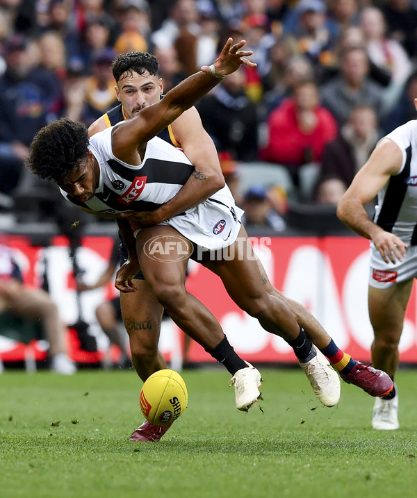 AFL Rd 7 - Adelaide v Collingwood - A-1383971