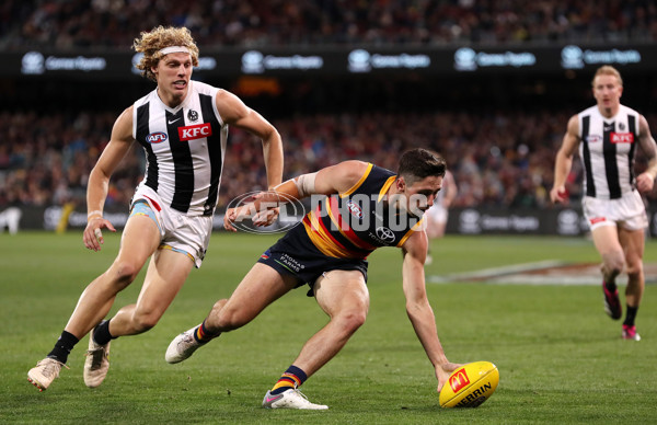 AFL Rd 7 - Adelaide v Collingwood - A-1390248