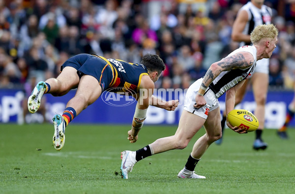 AFL Rd 7 - Adelaide v Collingwood - A-1390264